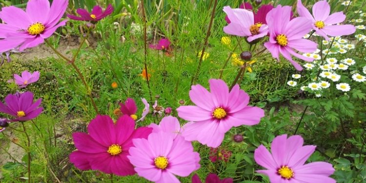 Mensch und Schöpfung