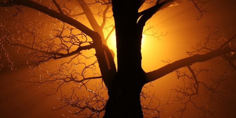 Der Koran und der Baum der Wahrheit Der Koran und der Baum der Wahrheit