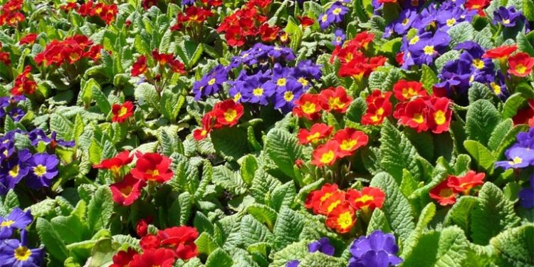 Liebe ohne Reue Liebe ohne Reue