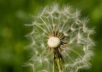 Wohlfahrt und Seelsorge für Muslime in Deutschland