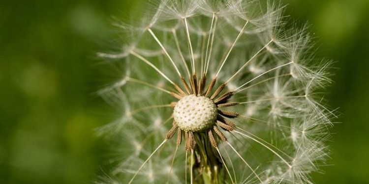 Wohlfahrt und Seelsorge für Muslime in Deutschland