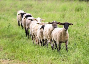 Der Ursprung des islamischen Opferfestes