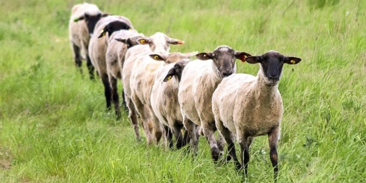 Der Ursprung des islamischen Opferfestes Der Ursprung des islamischen Opferfestes