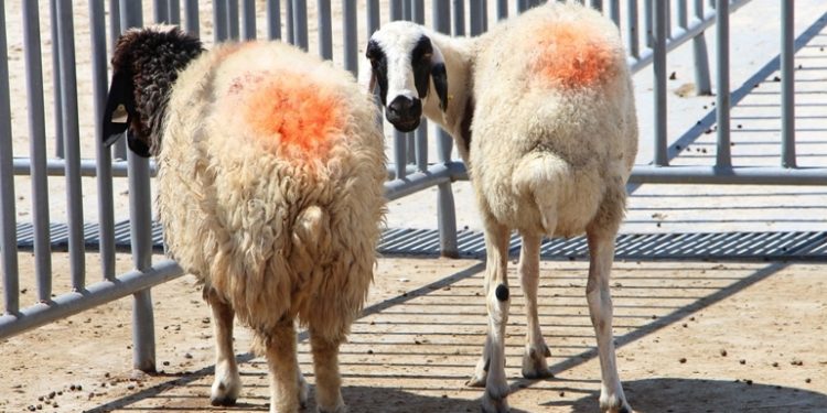 Das Opfern in der Praxis Das Opfern in der Praxis