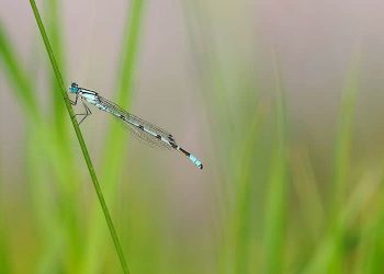 Die Namen Gottes und die Natur
