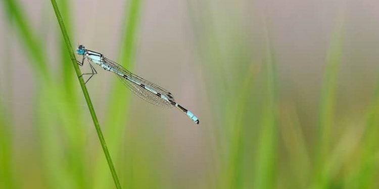 Dein ist das Lob Dein ist das Lob