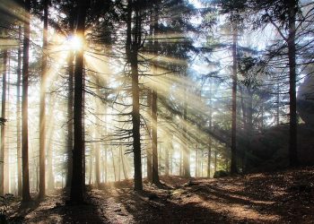 Der Mensch im Lichtspektrum