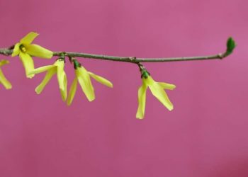 Tawadu (Bescheidenheit) Tawadu (Bescheidenheit)