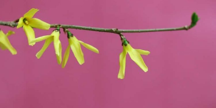 Tawadu (Bescheidenheit) Tawadu (Bescheidenheit)