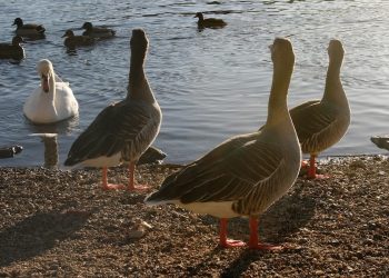 Rassismus: Ein menschliches Verbrechen und eine historische Last