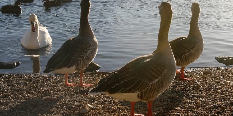Rassismus: Ein menschliches Verbrechen und eine historische Last Rassismus: Ein menschliches Verbrechen und eine historische Last